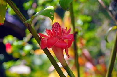 Close-up of red flowering plant