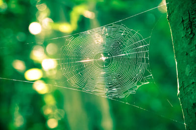 Close-up of spider web