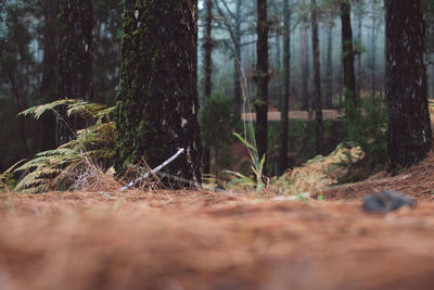 Surface level of trees in forest