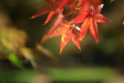 Close-up of red maple leaves against blurred background