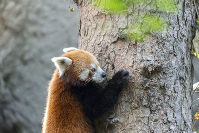 Close-up of squirrel on tree trunk in zoo