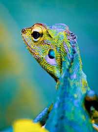 Close-up of a lizard