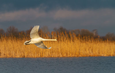 Bird flying over lake