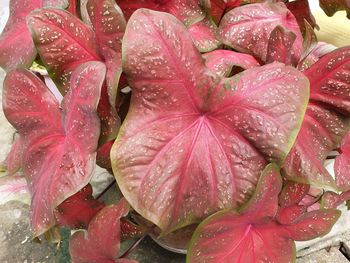 Full frame shot of raindrops on pink flowers