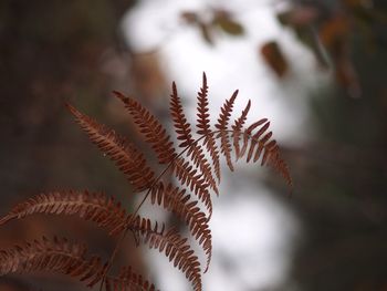 Close-up of plant against blurred background