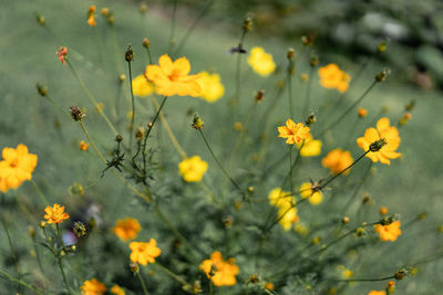 Close-up of yellow flowering plant on field