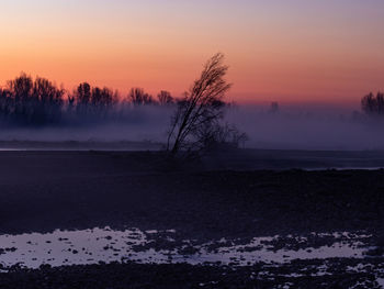 Trees and fog against sky during sunrise