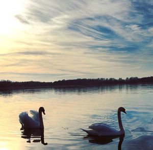 Swan swimming on lake against sky