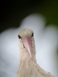 Close-up of eagle