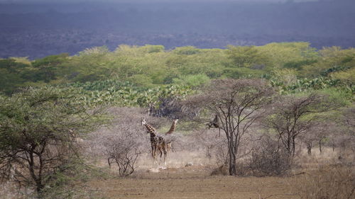 Giraffes standing on field