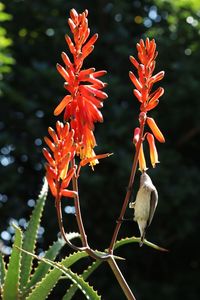 Close-up of orange flower