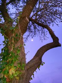 Low angle view of trees against sky