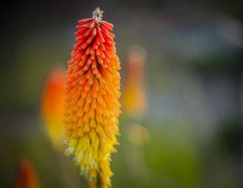 Close-up of yellow flower