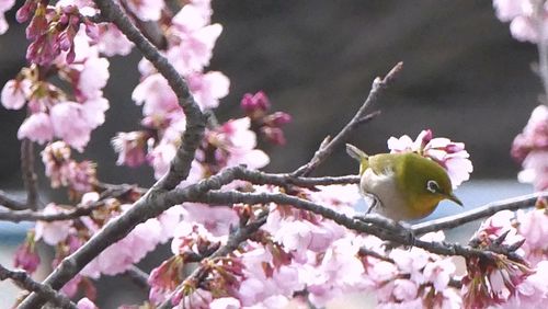 Close-up of pink perching on tree