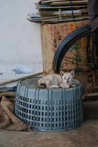 Portrait of cat sleeping on a basket