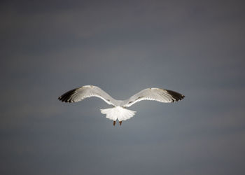 Low angle view of seagulls flying in sky