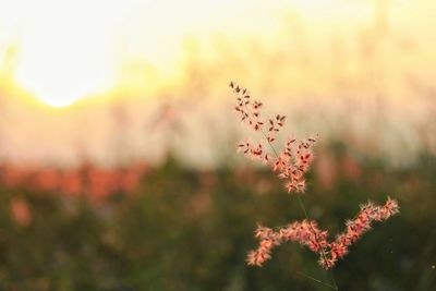 Close-up of flowering plant during sunset