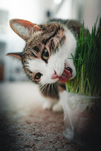 Close-up portrait of a cat