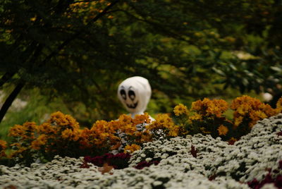 Close-up of white flowering plant against trees