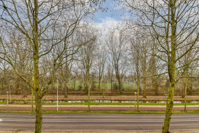 Bare trees on field