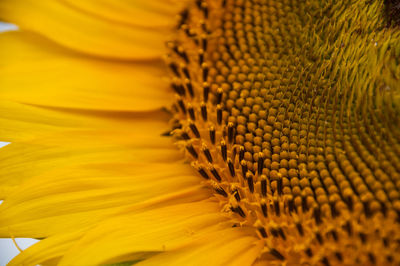 Close-up of sunflower