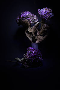 Close-up of wilted flower in vase against black background