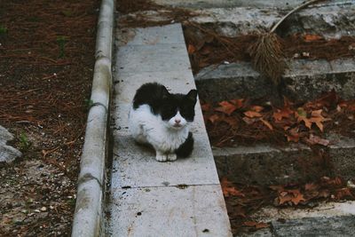 Portrait of cat sitting outdoors