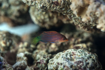 Close-up of fish underwater