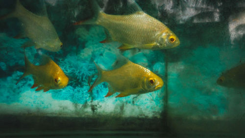 Close-up of fish in water