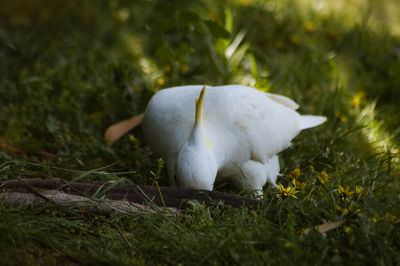 Close-up of white mushrooms