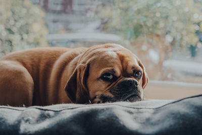 Close-up portrait of a dog