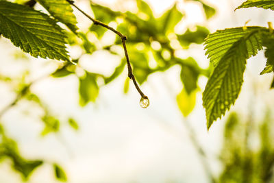 Close-up of wet plant leaves