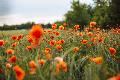 Close-up of orange poppy flowers on field
