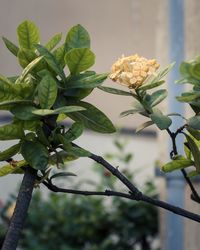 Close-up of flowering plant