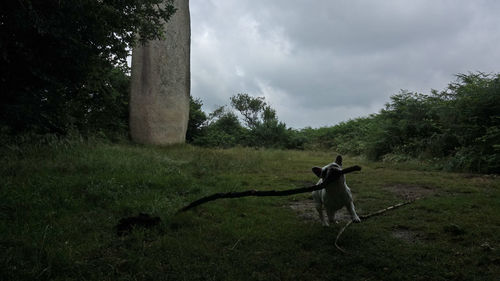 View of horse on field