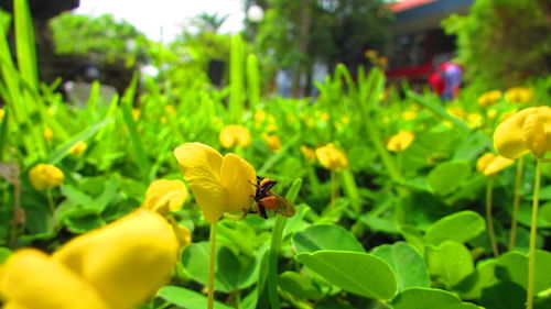 Close-up of insect on yellow flowers blooming outdoors