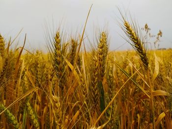 Close-up of wheat growing on field against sky