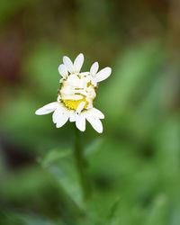 Close-up of white flowering plant