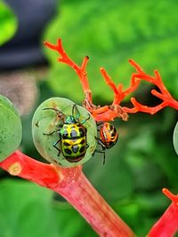 Close-up of insect on flower