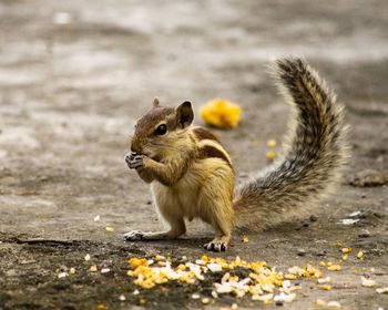 Close-up of squirrel eating outdoors