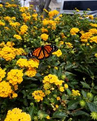 Close-up of butterfly perching on yellow flowers