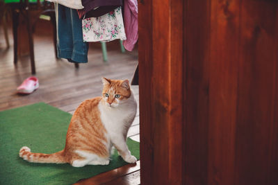 Cat looking away while on floor