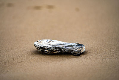 Close-up of seashell on sand