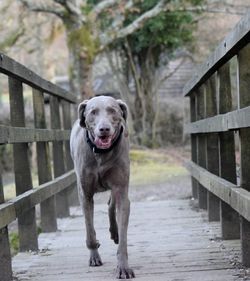 Portrait of dog on railing against footbridge
