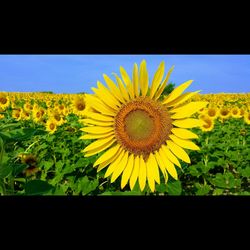 Close-up of yellow sunflower blooming on field against sky