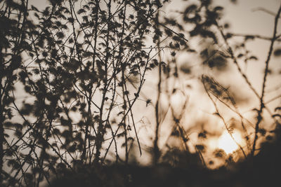 Low angle view of silhouette trees against sky