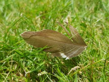 Close-up of butterfly on grass