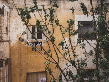 Ivy growing on wall of old building