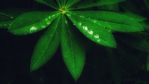 Close-up of raindrops on leaves