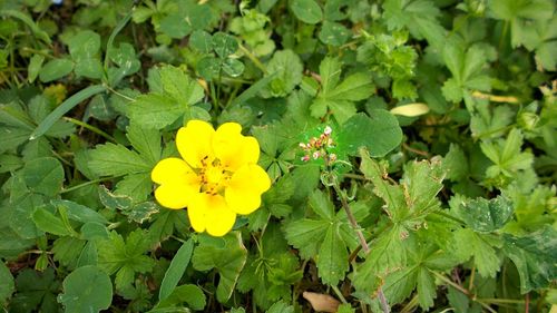 Close-up of yellow flowers